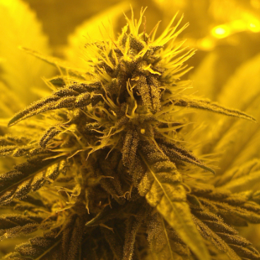 Titelbild Medizinisches Cannabis